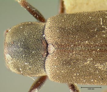 Media type: image;   Entomology 2271 Aspect: pronotum dorsal